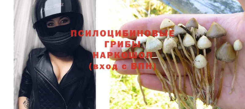 Галлюциногенные грибы Psilocybe Мыски